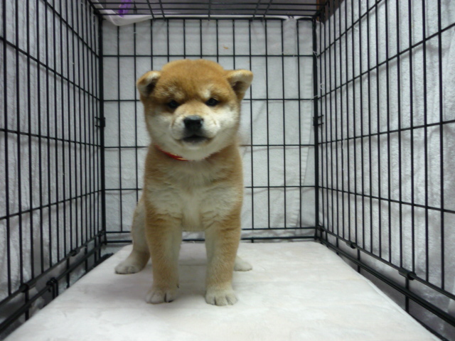 ○　柴犬　（メス）№４０　　　　　　　　　