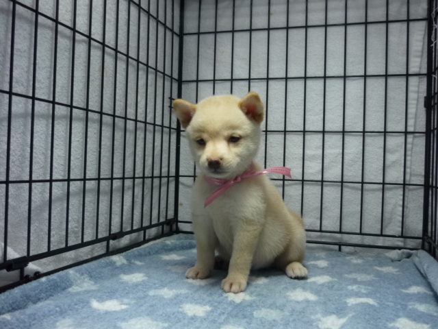 ○　柴犬　（メス）№１０　　　　　　　　　　　