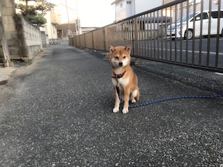 ○　柴犬（メス)　　　　　【里親募集】　　　　　　　　　　