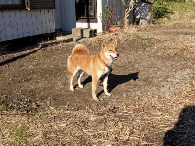 ○　柴犬　（メス）　　　　　　　　　　　　　　　　　　　　　　　　　