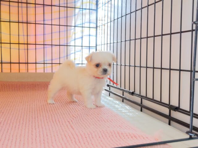 ○　ミックス犬 (メス) №５０　