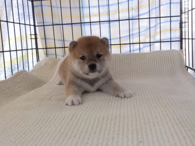 ○　柴犬　（メス）№９　　　　　　　　　　　　　