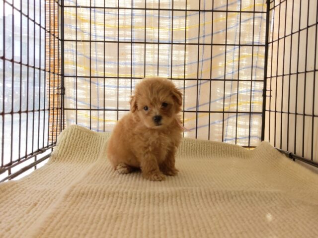 ミックス犬    (メス) №８０