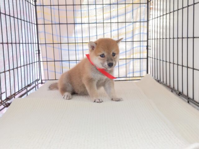 〇　柴犬　（メス）№９８　　　　　　　　　　　