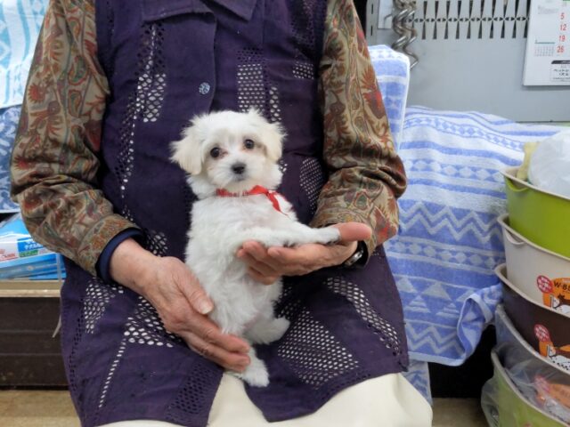 〇　ミックス犬    (メス) №７