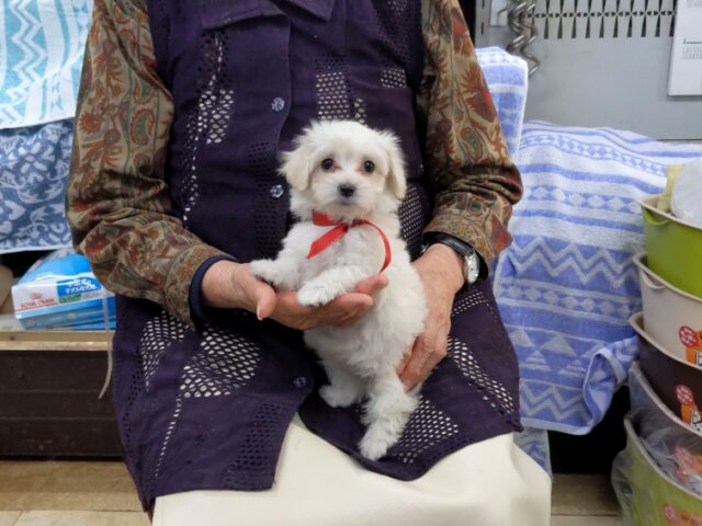 〇　ミックス犬    (メス) №７