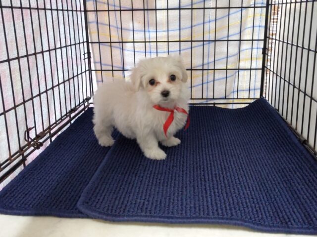 〇　ミックス犬    (メス) №７