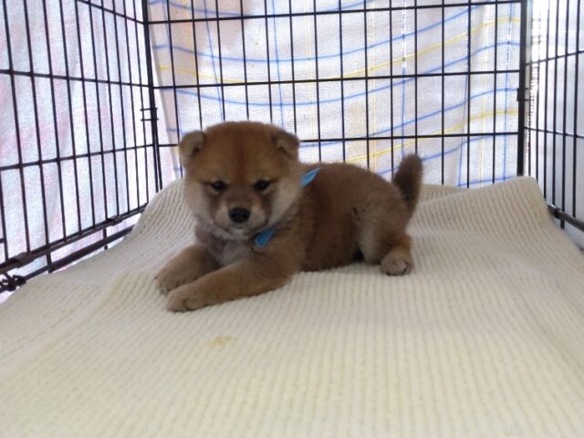 〇　柴犬　（オス）№１３　　　　　　　　　　　