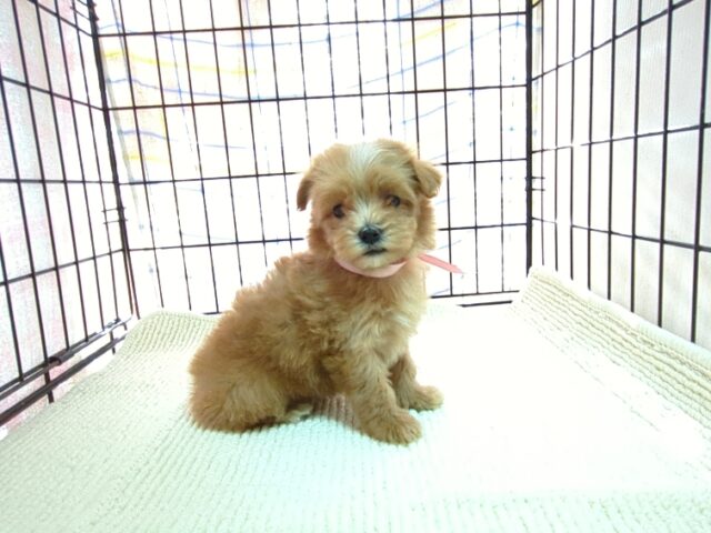 〇　ミックス犬    (メス) №４６