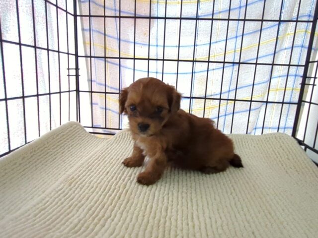 〇　ミックス犬    (オス) №３１