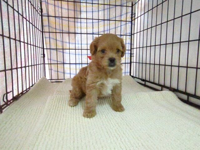 〇　ミックス犬    (メス) №３４