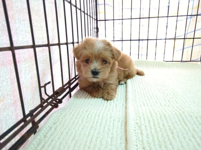 〇　ミックス犬    (メス) №４６