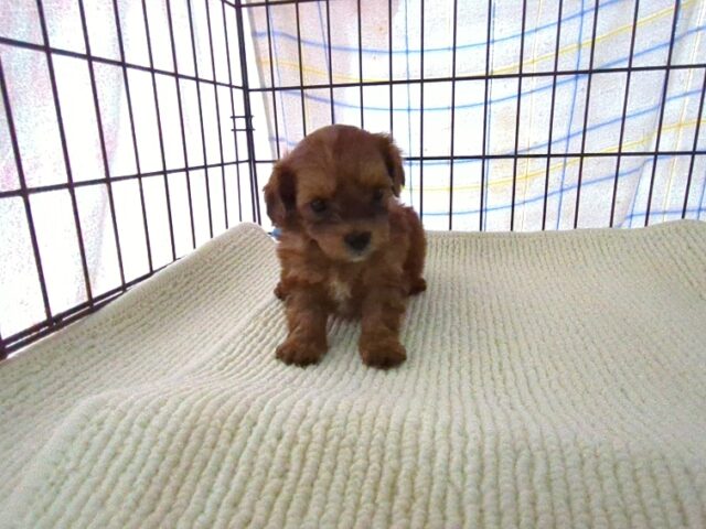 〇　ミックス犬    (オス) №３１