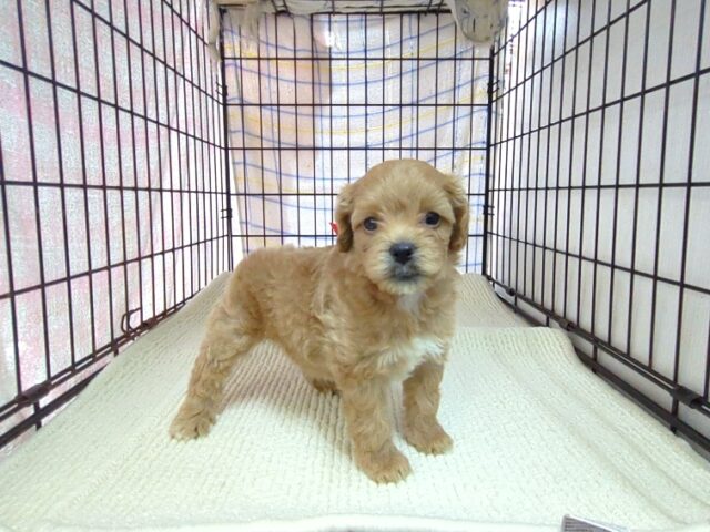 〇　ミックス犬    (メス) №３４