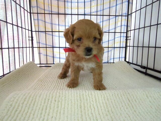 〇　ミックス犬    (メス) №３４