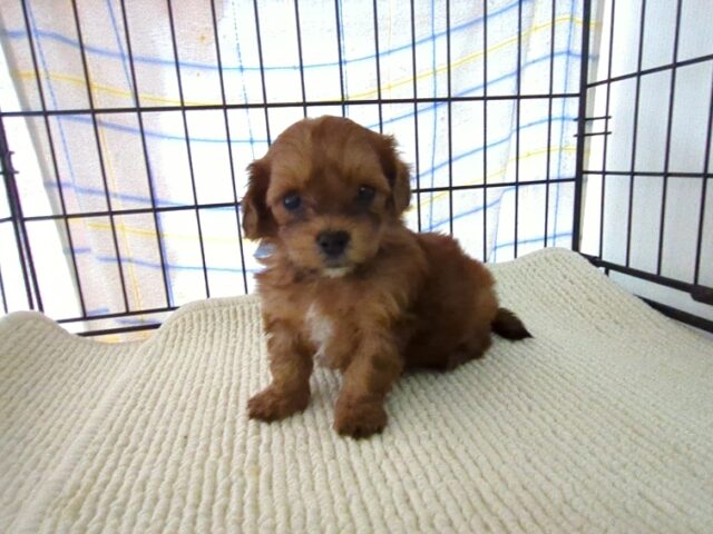 〇　ミックス犬    (オス) №３１
