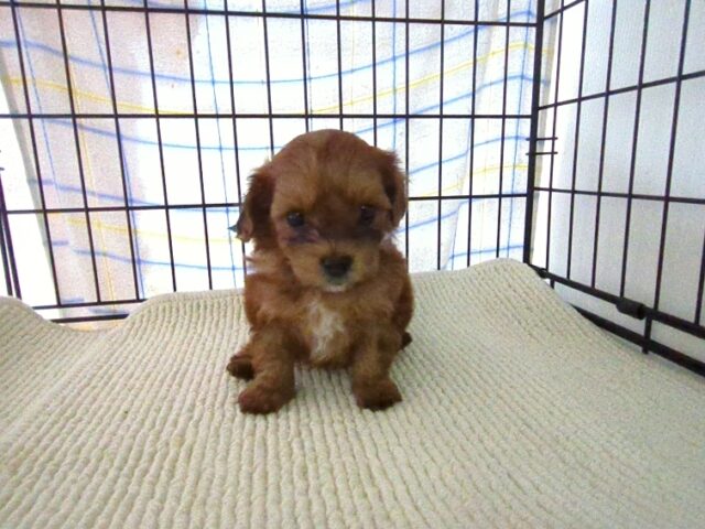 〇　ミックス犬    (オス) №３１