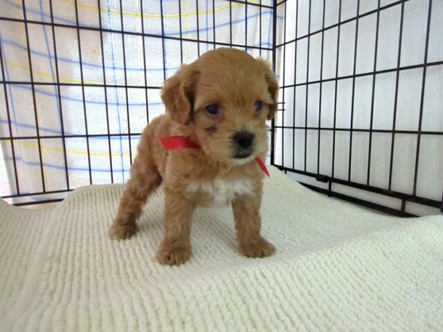 〇　ミックス犬    (メス) №３４