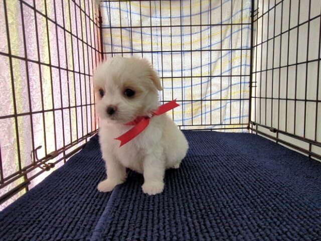 〇　ミックス犬    (メス) №５８