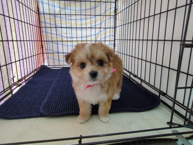 〇　ミックス犬    (メス) №５７
