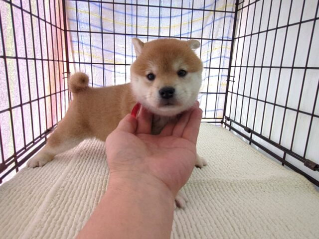 〇　柴犬　（メス）№６４　　　　　　　　　　　