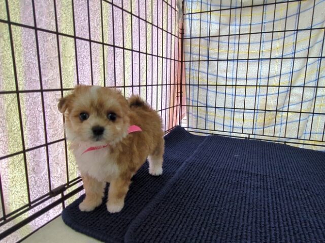 〇　ミックス犬    (メス) №５７