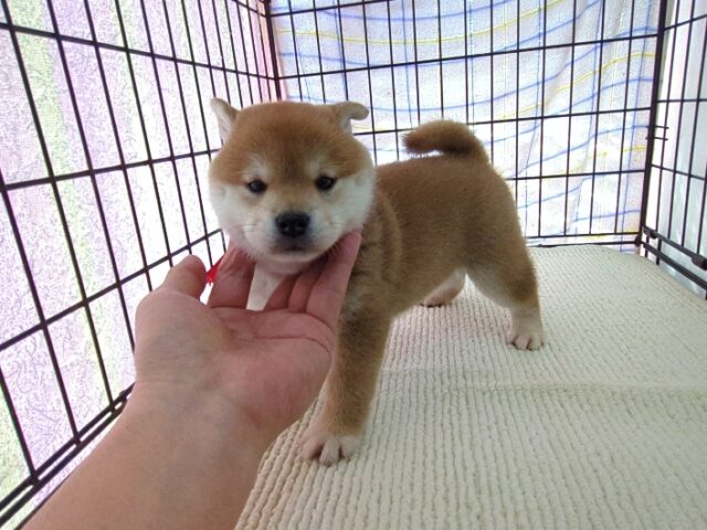 〇　柴犬　（メス）№６４　　　　　　　　　　　