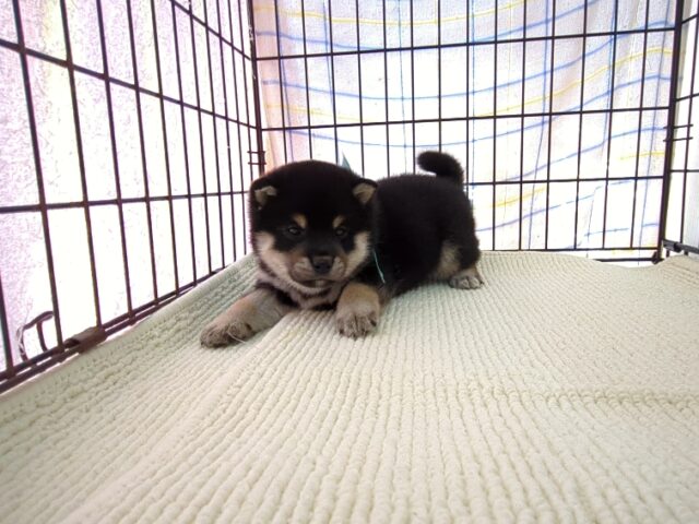 〇　柴犬　（オス）№５５　　　　　　　　　　　