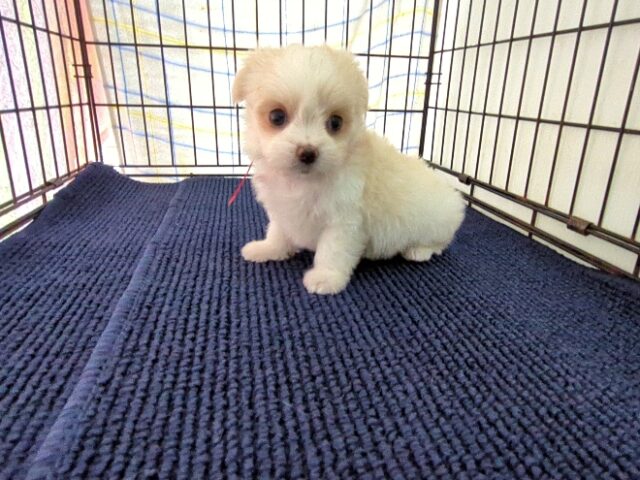 〇　ミックス犬    (メス) №５８