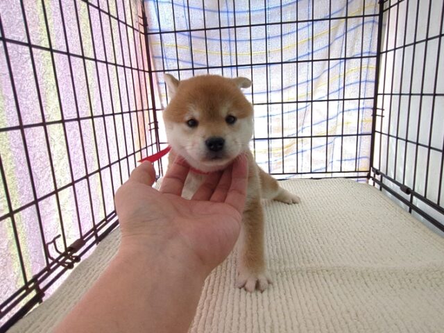 〇　柴犬　（メス）№６４　　　　　　　　　　　