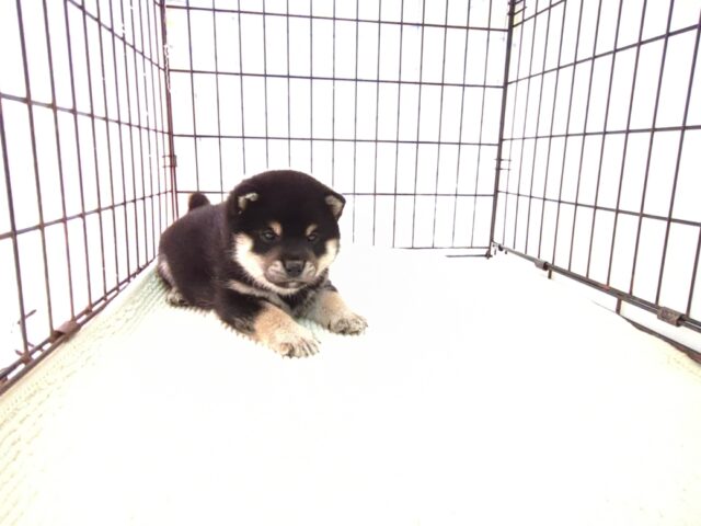 〇　柴犬　（オス）№５５　　　　　　　　　　　
