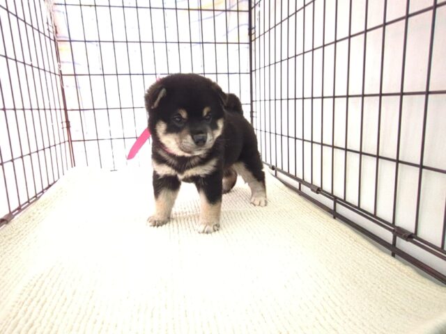 〇　柴犬　（メス）№６０　 　　　　　　　　　　