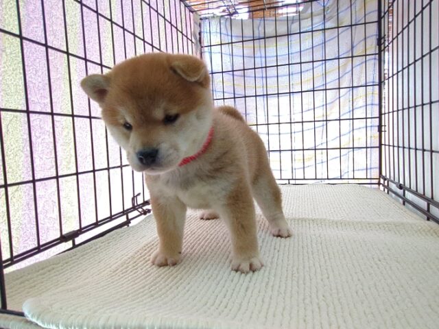 〇　柴犬　（メス）№６４　　　　　　　　　　　