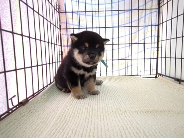 〇　柴犬　（オス）№５５　　　　　　　　　　　