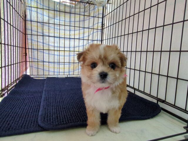 〇　ミックス犬    (メス) №５７