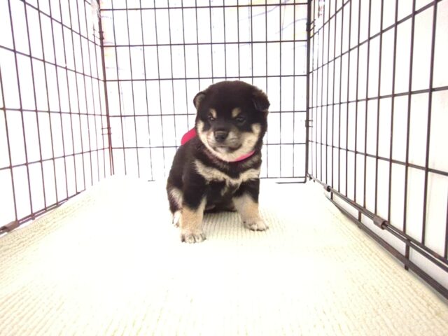 〇　柴犬　（メス）№６０　 　　　　　　　　　　