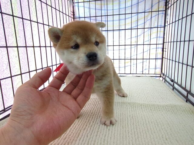〇　柴犬　（メス）№６４　　　　　　　　　　　