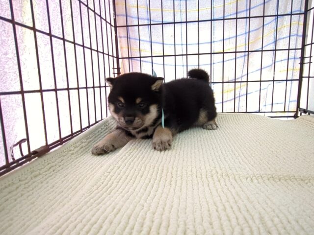 〇　柴犬　（オス）№５５　　　　　　　　　　　