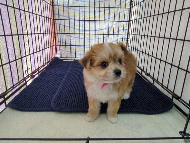 〇　ミックス犬    (メス) №５７