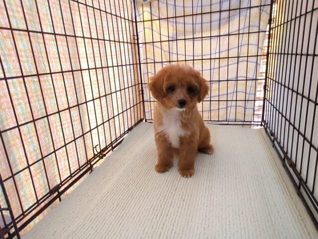 〇　ミックス犬    (オス) №７２