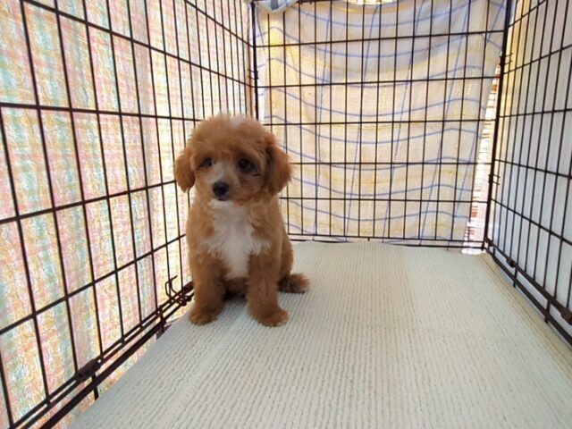 〇　ミックス犬    (オス) №７２