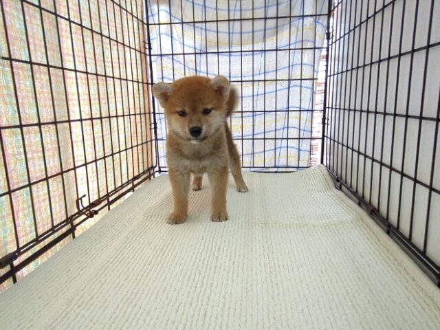 〇　柴犬　（メス）№９９　　　　　　　　　　　　　
