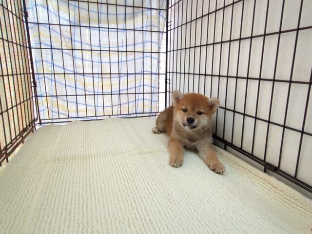 〇　柴犬　（メス）№９９　　　　　　　　　　　　　