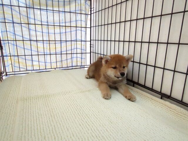 〇　柴犬　（メス）№９９　　　　　　　　　　　　　
