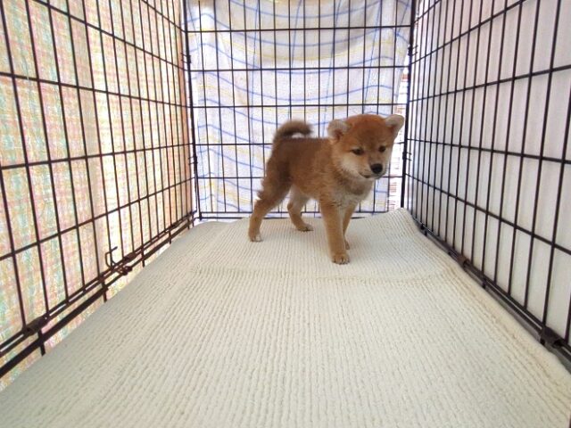 〇　柴犬　（メス）№９９　　　　　　　　　　　　　