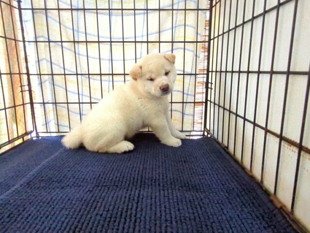 〇　柴犬　（オス）№９７　　　　　　　　　　　　　