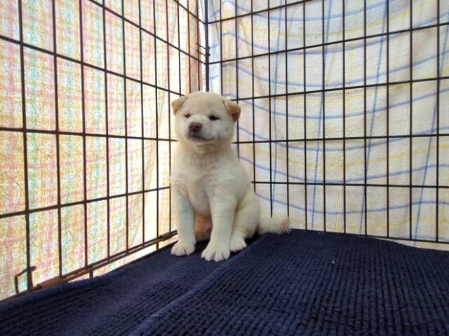 〇　柴犬　（オス）№９７　　　　　　　　　　　　　