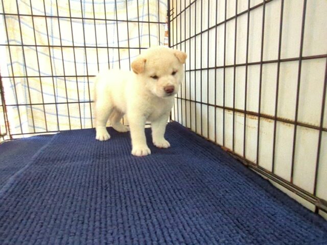〇　柴犬　（オス）№９７　　　　　　　　　　　　　
