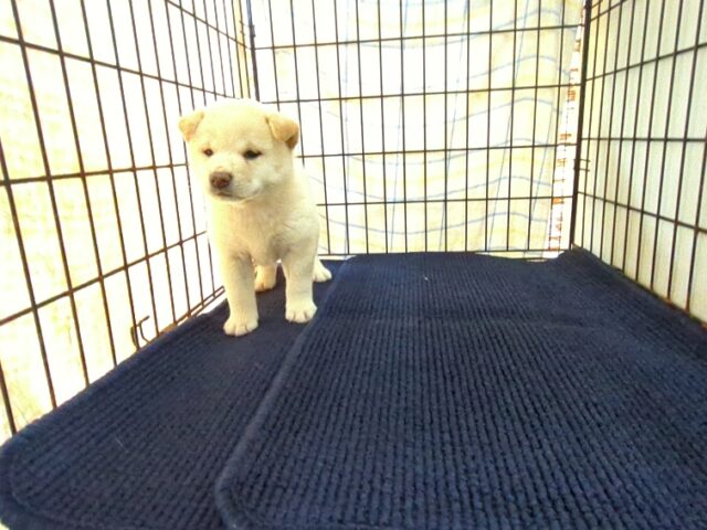 〇　柴犬　（オス）№９７　　　　　　　　　　　　　