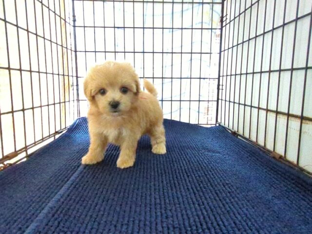 〇　ミックス犬    (メス) №６
